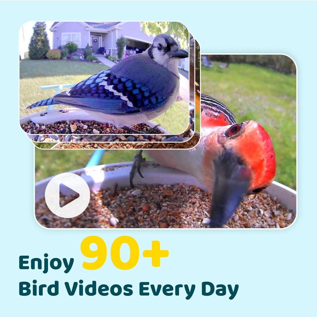 NETVUE by Birdfy Smart Bird Feeder with Camera Solar Power  Smart AI Birdwatching Camera  Auto Capture & Notify  Clear Day & Color Night Video & Pictures  Ideal Gift for Lover