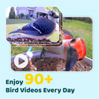 NETVUE by Birdfy Smart Bird Feeder with Camera Solar Power  Smart AI Birdwatching Camera  Auto Capture & Notify  Clear Day & Color Night Video & Pictures  Ideal Gift for Lover